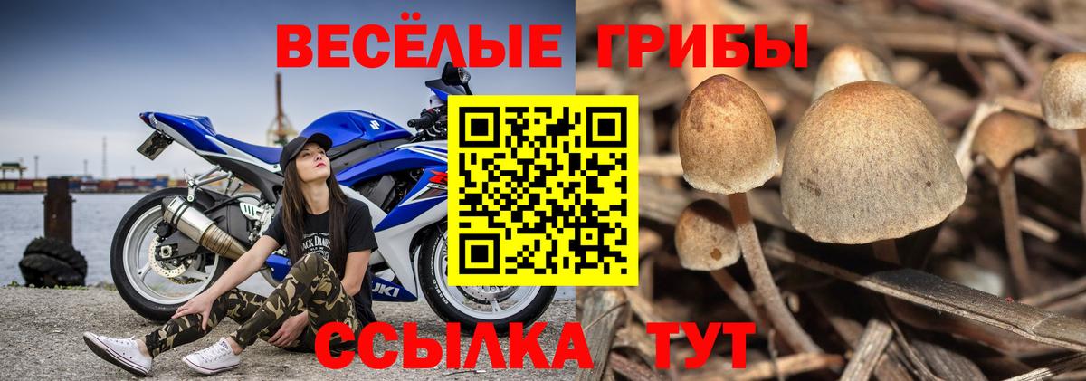 Псилоцибиновые грибы Psilocybine cubensis Барабинск